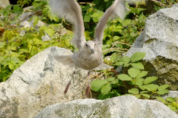 A Bird Takes Off — Stock Photo, Image