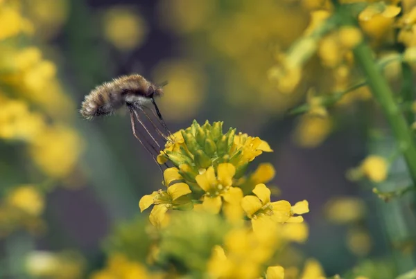 Close-up van grote bee vlieg (bombylius spp.), voeden met waterkers bloeit, daniel's gebied, patapsco state park — Stockfoto