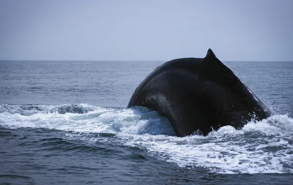 Naruszenie humpback whale — Stockfoto