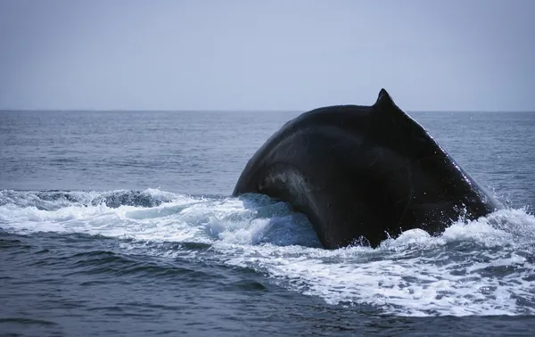 Breaking Humpback Whale — стоковое фото