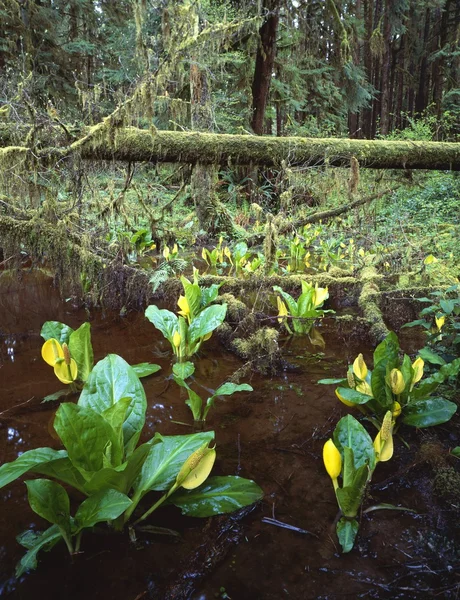 Skunk Cabbage Growing Along Edge Of Rainforest — Stock Photo, Image