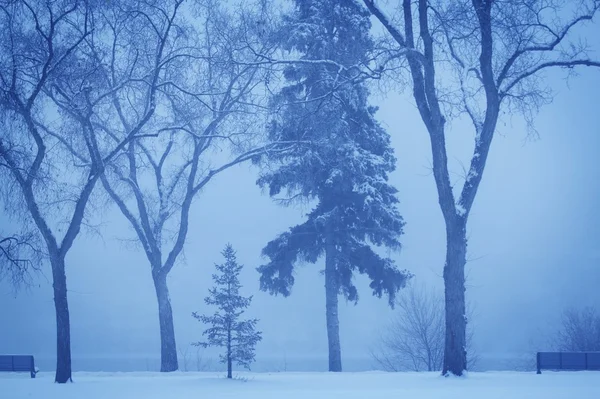 Träd i skymningen i dimma — Stockfoto