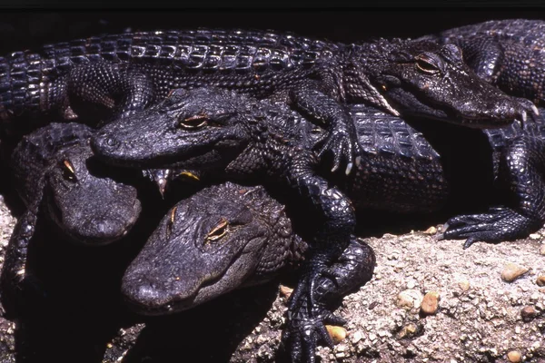 Eine Gruppe von Krokodilen — Stockfoto