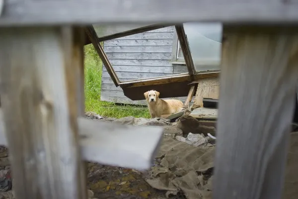 En hund som vandrar runt — Stockfoto