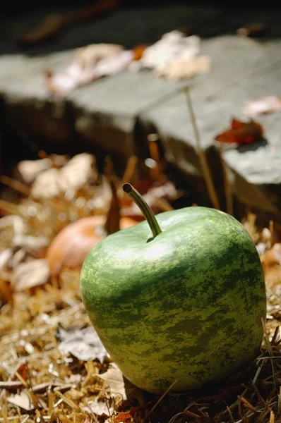 Autumn Produce — Stock Photo, Image