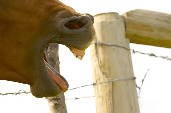 Profil latéral de cheval avec bouche ouverte — Photo