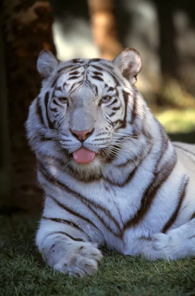 Белый тигр — стоковое фото