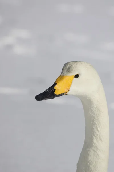 Portret van een wilde zwaan — Stockfoto