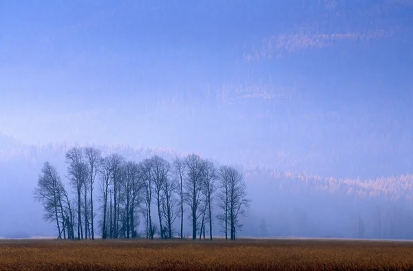 Siluetu cottonwood stromy, Labutí řeky národní divoký úkryt, podzimní mlha — Stock fotografie