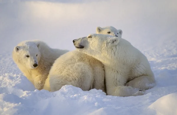 Oso polar siembra con cachorros —  Fotos de Stock