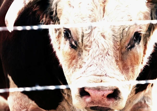 Closeup Of A Bull's Face — Stock Photo, Image