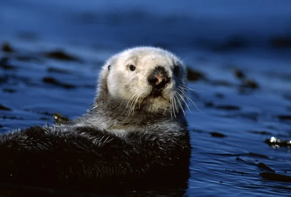 海のカワウソ — ストック写真