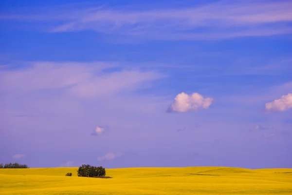 Un champ de canola — Photo