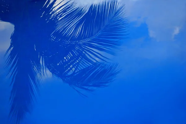 Palm Branches — Stock Photo, Image