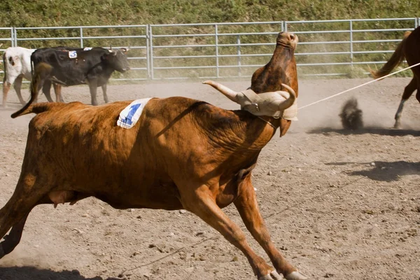 Steer Wrestling — Stock Photo, Image