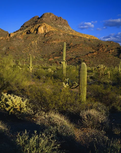 Woestijn landschap, nationaal monument organ pipe cactus — Stockfoto