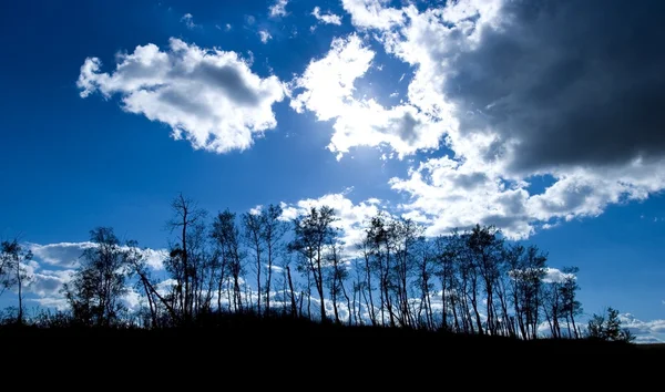 Trees In Silhouette — Stock Photo, Image