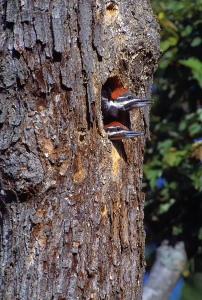 Dois jovens pica-pau saindo da árvore — Fotografia de Stock