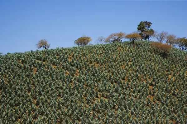 Terreno verde con árboles — Foto de Stock