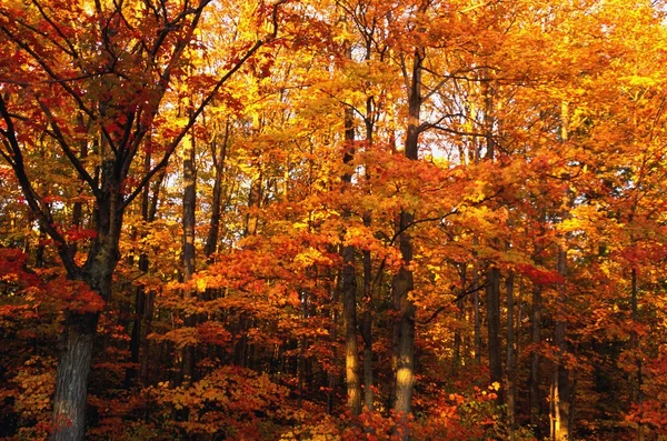 Una foresta vibrante in autunno — Foto Stock