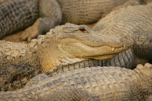 Alligators — Stockfoto