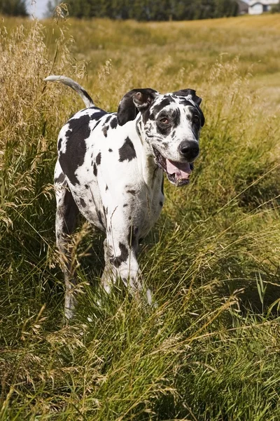 En harlequin Grand Danois — Stockfoto