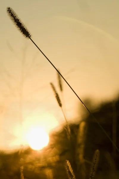 Getreidehalm — Stockfoto