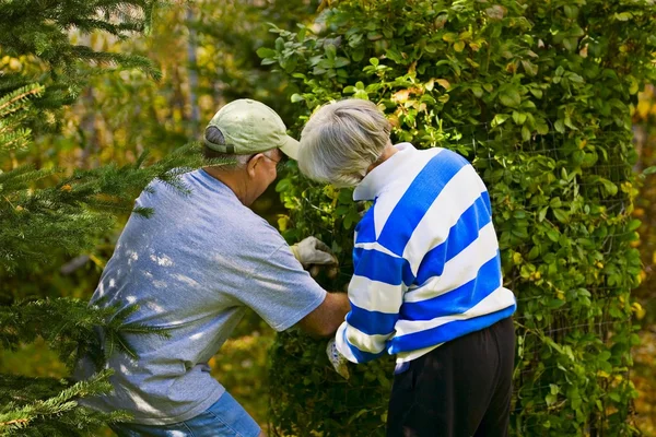 Senioren werf werk — Stockfoto