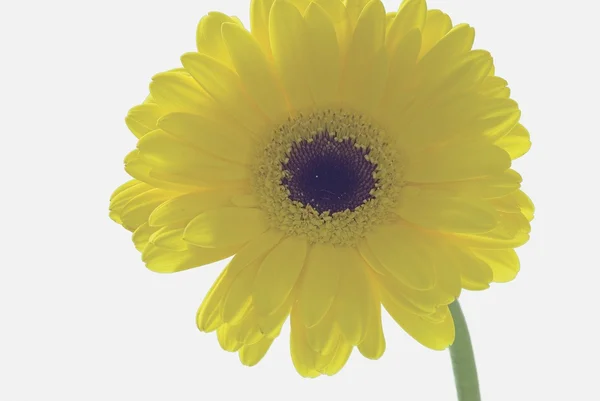 Único amarelo Gerbera Daisy — Fotografia de Stock