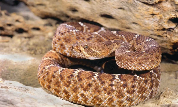 빨간 방울뱀 — 스톡 사진