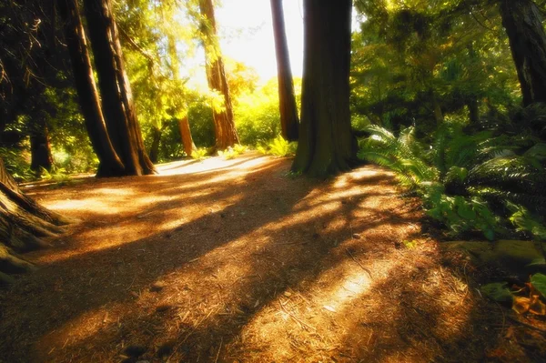 Chemin dans les arbres — Photo