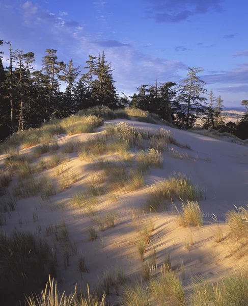 Le vent balayait le sable et l'herbe sur les dunes de sable — Photo