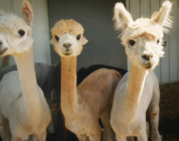 Besättningen av unga lamas — Stockfoto