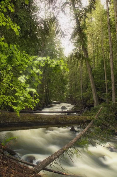 Un fiume che scorre veloce in una foresta — Foto Stock