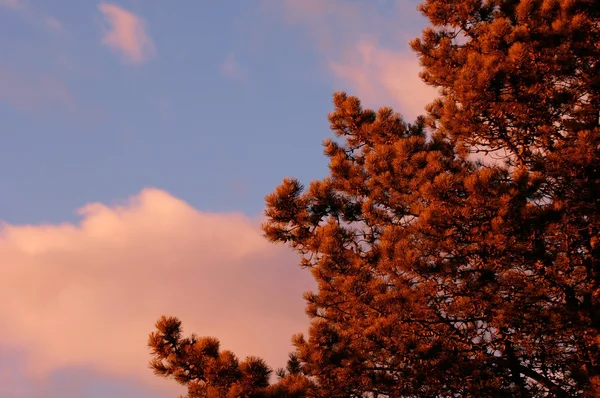 Sunset vilar på en tall — Stockfoto