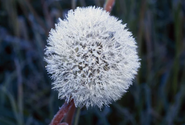 Frost On Mature Dandelion Blossom — Stock Photo, Image