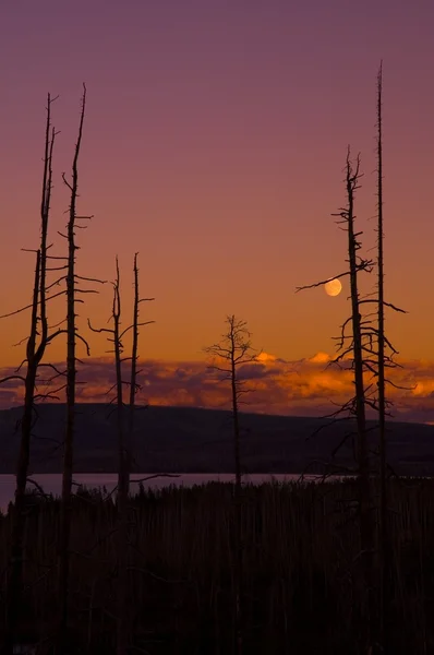 Árvores escuras e um lago contra o pôr do sol — Fotografia de Stock