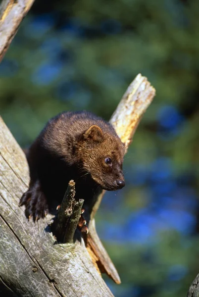 Fisher, näätä-tyyppinen eläin, puussa — kuvapankkivalokuva