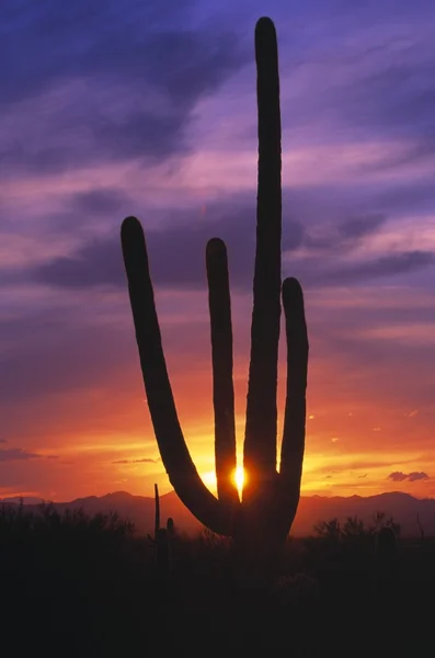 Cacto de Saguaro ao pôr do sol, Monumento Nacional de Saguaro — Fotografia de Stock