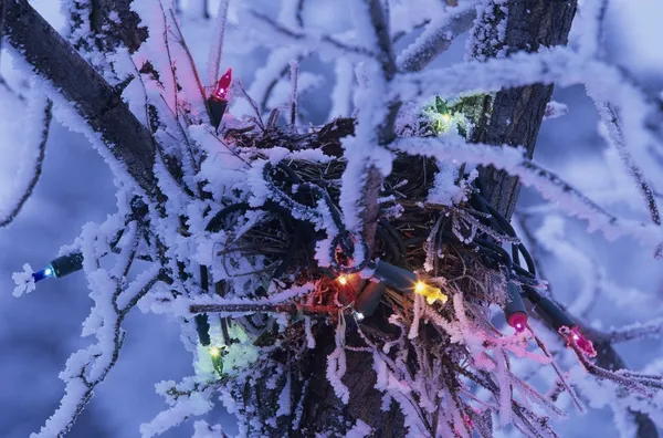 Nido di uccello con luci di Natale — Foto Stock