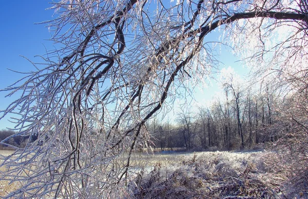 Ijs bedekt bomen, canada — Stockfoto