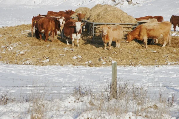 Rebaño de ganado — Foto de Stock