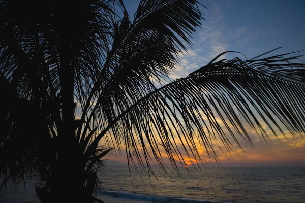Silueta de palmera — Foto de Stock