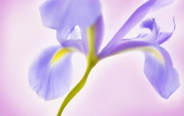 Single Glowing Iris — Stock Photo, Image