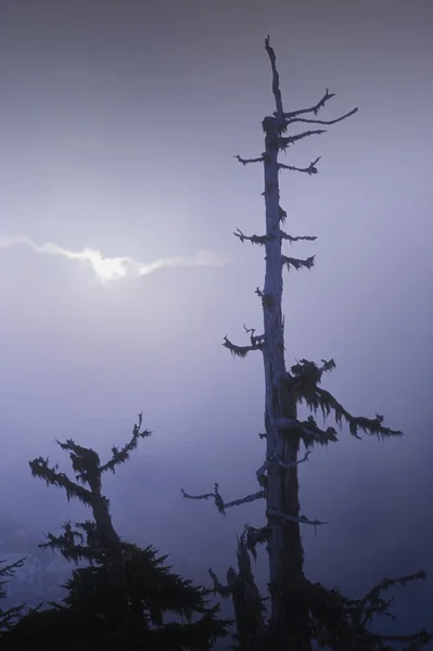 Vrcholky stromů v mlze — Stock fotografie