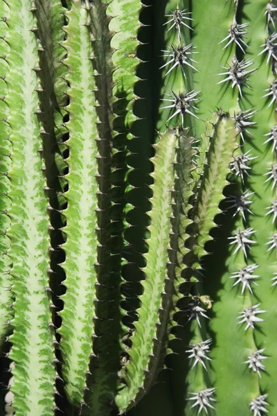 Gros plan d'un cactus — Photo