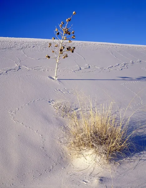 Rostlina Yucca pěstování v písečné duny — Stock fotografie