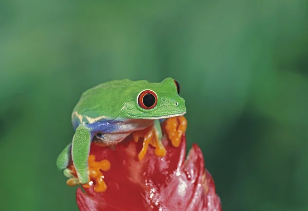 Zarudlé oči treefrog na květ — Stock fotografie