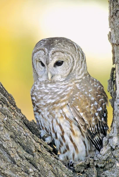 Utesluten owl vila i träd — Stockfoto