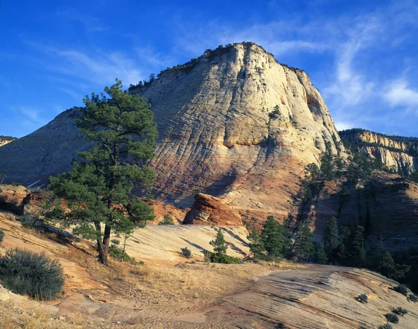 Onderscheidend dambord mesa, nationaal park zion — Stockfoto